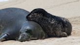 Swimmer injured by Hawaiian monk seal with pup in Waikiki