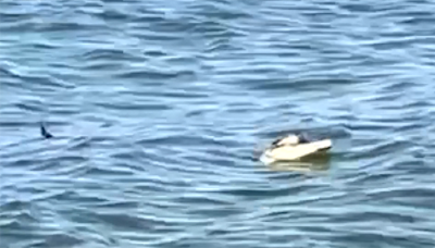 Woman who Spotted Alligator Swimming in Lake Erie Shares Story