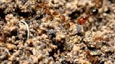 Spring is the time for Texans to ‘two-step’ toward fire ant control