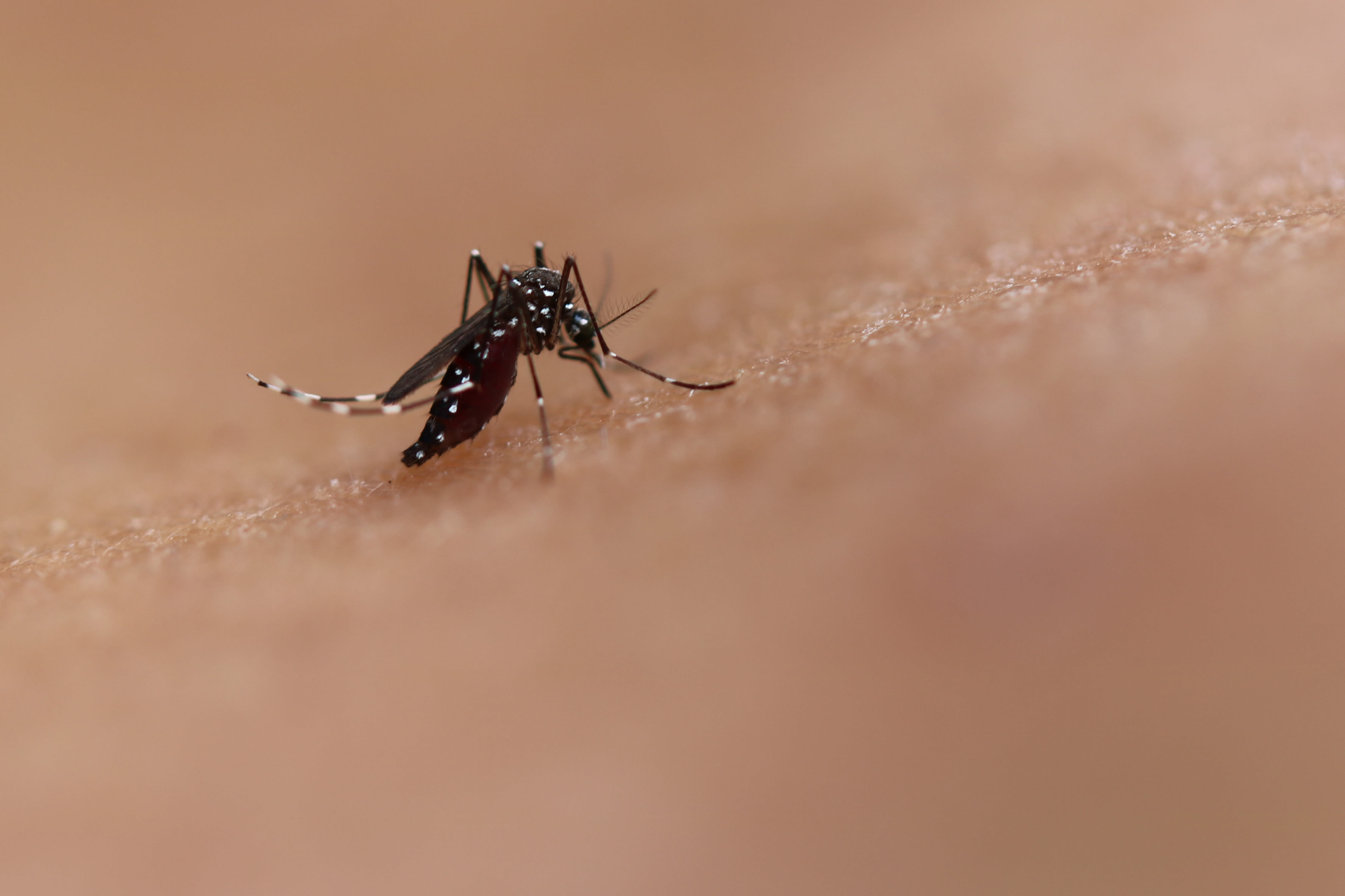 Health officials issue alert after dengue fever case reported in Pasco County