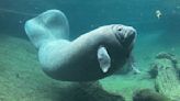 Florida residents shocked to discover a manatee in a man-made lake