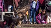 Fort St. James community celebrates as rehabilitated bald eagle soars back to freedom