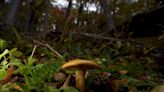 Unearthing the Hidden Struggle Between Trees and Fungi in a Warming World