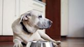 When Should You Switch to Senior Dog Food? Experts Say Age Isn't the Only Factor