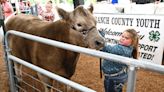 Find out how much prize winning steers sold for at the Branch County Fair