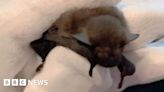 Bat goes on 150-mile road trip hidden in holiday luggage