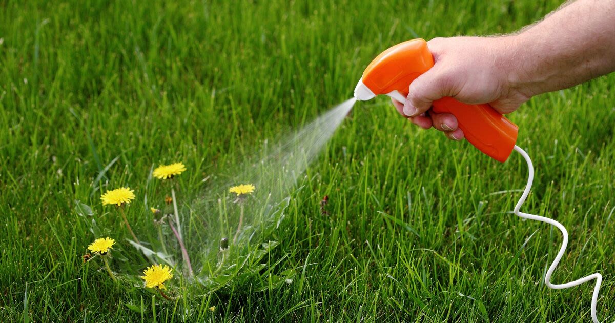 Pesky weeds will wilt in 24 hours using DIY powerful spray you can make for 80p