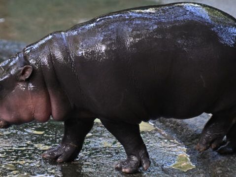 泰國小河馬「彈跳豬」爆紅 動物園遊客激增 | 侏儒 | 綠山野生動物園 | 大紀元