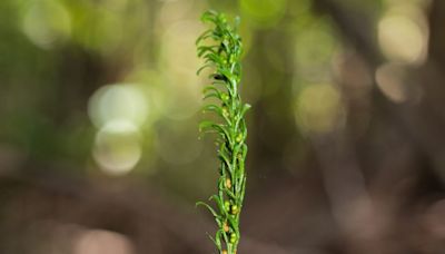 Largest known genome is within this plain plant on the forest floor, study says