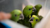 Parrot chicks find home after Florida airport busts 'sophisticated trafficking operation'