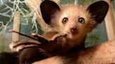 The aye-aye's spooky long fingers make them nose-picking world champs