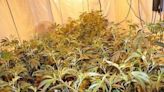 Massive cannabis farm found in house