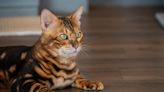 ¿Cuánto cuesta un gato bengalí en Colombia? Signos para identificar si es de raza pura