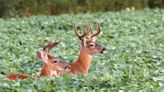 Afield: What Pennsylvania hunters should know about the 2024 antlerless deer license procedure