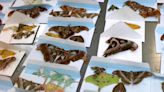 Someone tried to import 60 dead butterflies into Pa. illegally