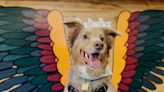 Give some local love to this Colorado Springs dog bar