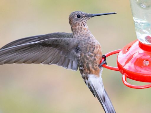 Científicos resuelven el misterio del colibrí gigante con la ayuda de una mochila diminuta