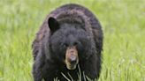 Black bear mauls 3-year-old girl in tent just north of Yellowstone National Park