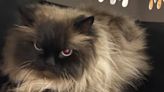 Shelter Looking for Answers After Finding Matted Cat Abandoned Near Busy Road: 'Despicable'