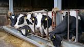 China has cloned 3 'super cows' that produce more milk than average