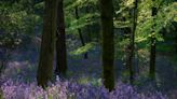 The five best and most picturesque places to see bluebells in County Durham