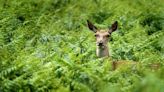 Young deer could starve if mothers shot in controversial cull, gamekeepers warn