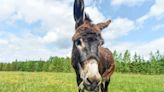 Moment Rescued Mule Shows Tender Affection to a Dog Is So Heartwarming