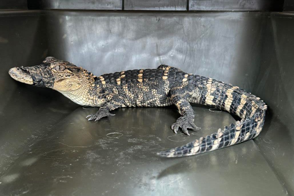 Alligator with Mouth Taped Shut Found Alive 11 Days After Disappearing from School Visit