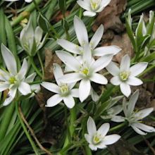 Ornithogalum umbellatum