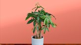 How to Care for a Money Tree