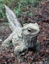 Tuatara