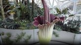 World-famous ‘corpse flower’ blooming at Amazon Spheres