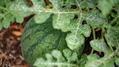What’s Happening With My Watermelons? Grumpy Explains