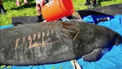 Manatee released back into the wild in Citrus County