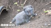 Dudley zoo welcomes birth of Arctic fox cubs for first time