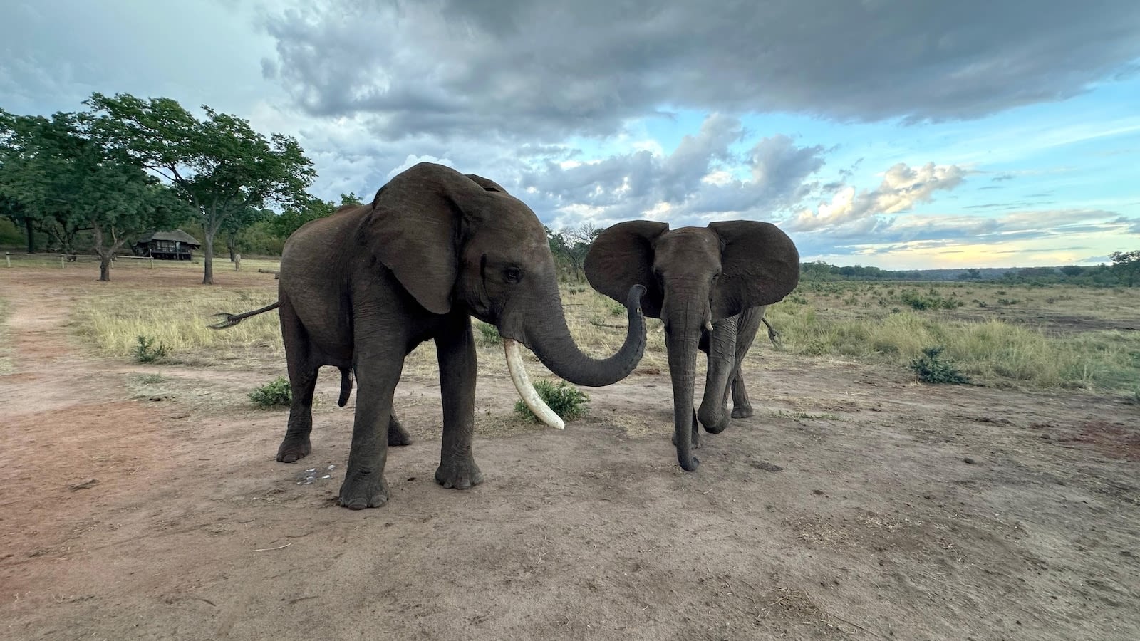 Study explores elephant greetings and how they change based on social relationships