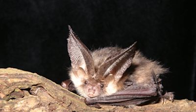 Rise in number of ‘starving’ bats seen in England