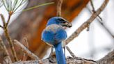 Bye, bye birdie: Florida Scrub-Jay would oust Mockingbird as state’s official bird in new bill