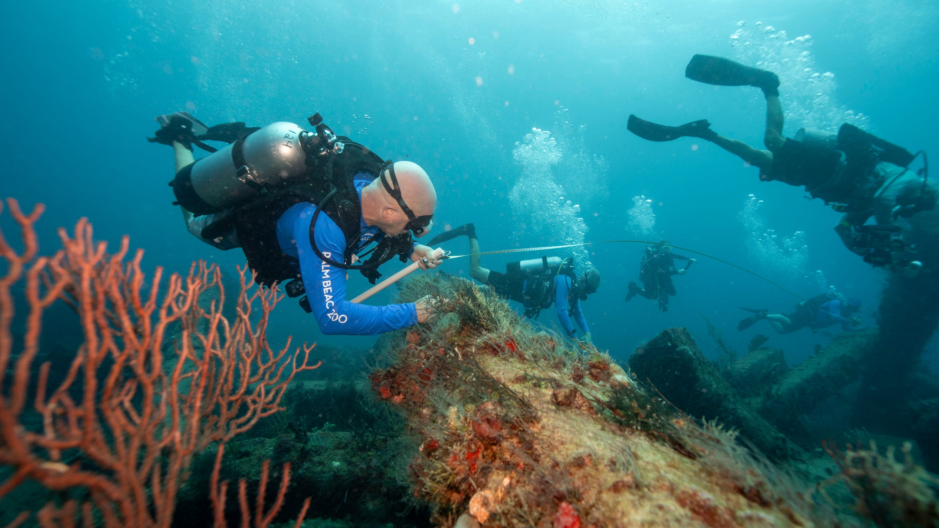 Palm Beach Zoo is helping save Florida's coral reef with a small team of divers and hope