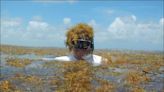 Sound at sea, sargassum buries beaches and threatens tourism