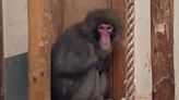Monkey settling back into life at wildlife park after five-day escape