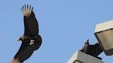 Arkansas black vultures studied | Arkansas Democrat Gazette