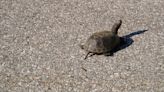 DEC: ‘Give turtles a brake’ and help them cross the road