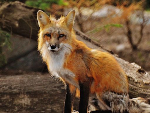 2nd fox tests positive for rabies in Bath