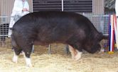 Berkshire pig