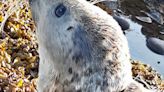 Duck euthanised and seal left 'bleeding for weeks' due to discarded fishing lines