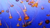 Jellyfish could be one marine creature that benefits from climate change