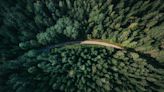 Wildfires, pests, logging: How can AI and drones protect the world’s forests from climate threats?