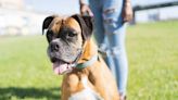 123 Boxer Dog Names for Your Loyal Sidekick