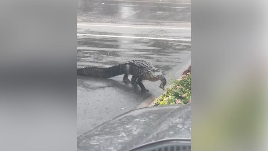 Alligator seen ‘swimming in puddles’ during Tropical Storm Debby on Hilton Head Island